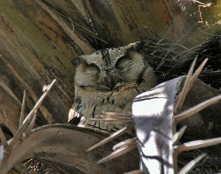 Image of Indian Scops Owl