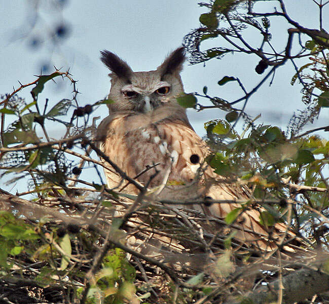 Image of Dusky Eagle-Owl