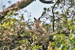 Image of Dusky Eagle-Owl