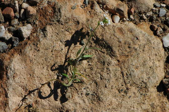 Image de Lobularia