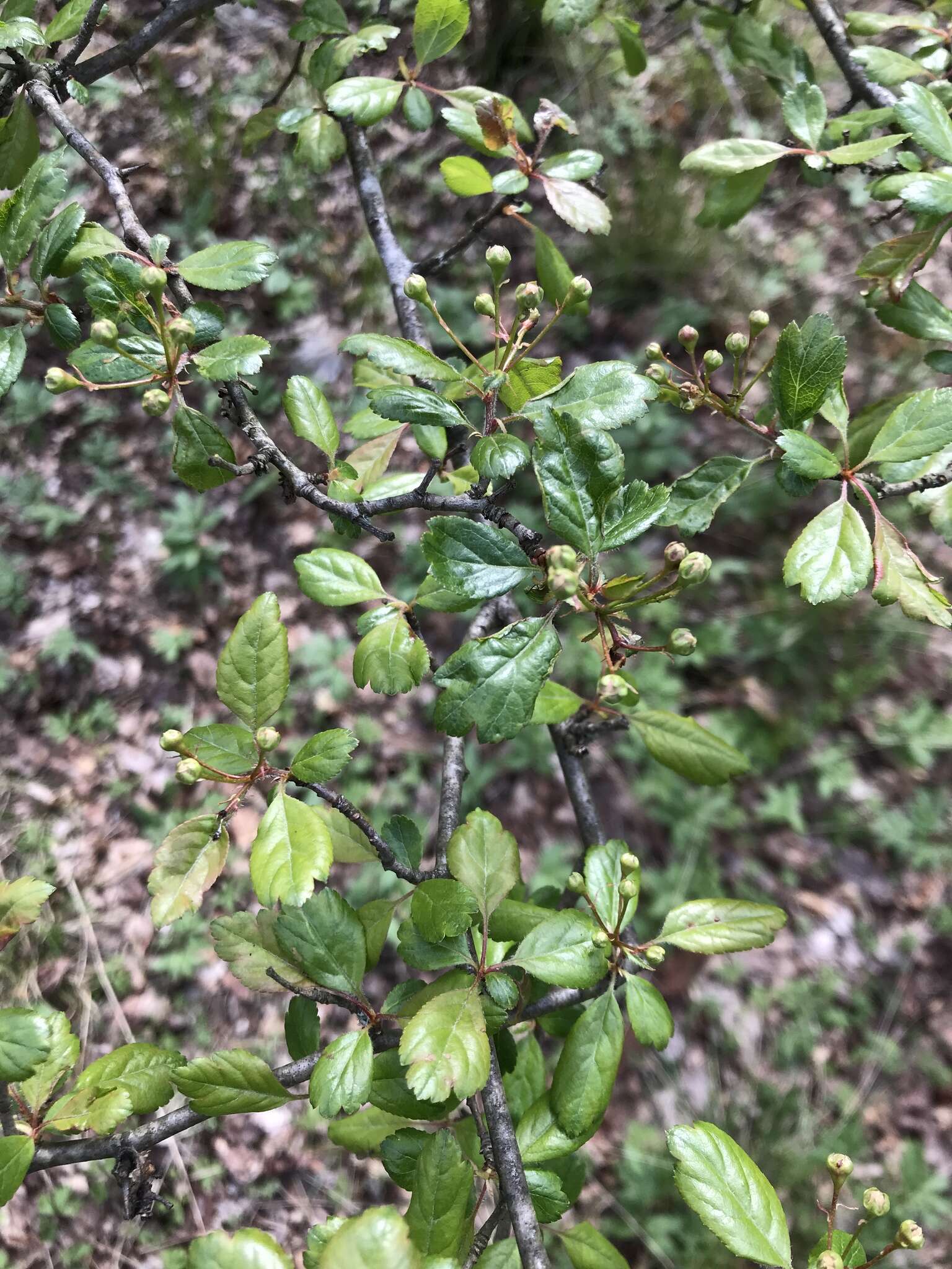 Imagem de Crataegus laevigata (Poir.) DC.