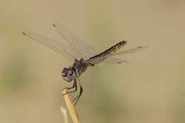 Imagem de Selysiothemis Ris 1897