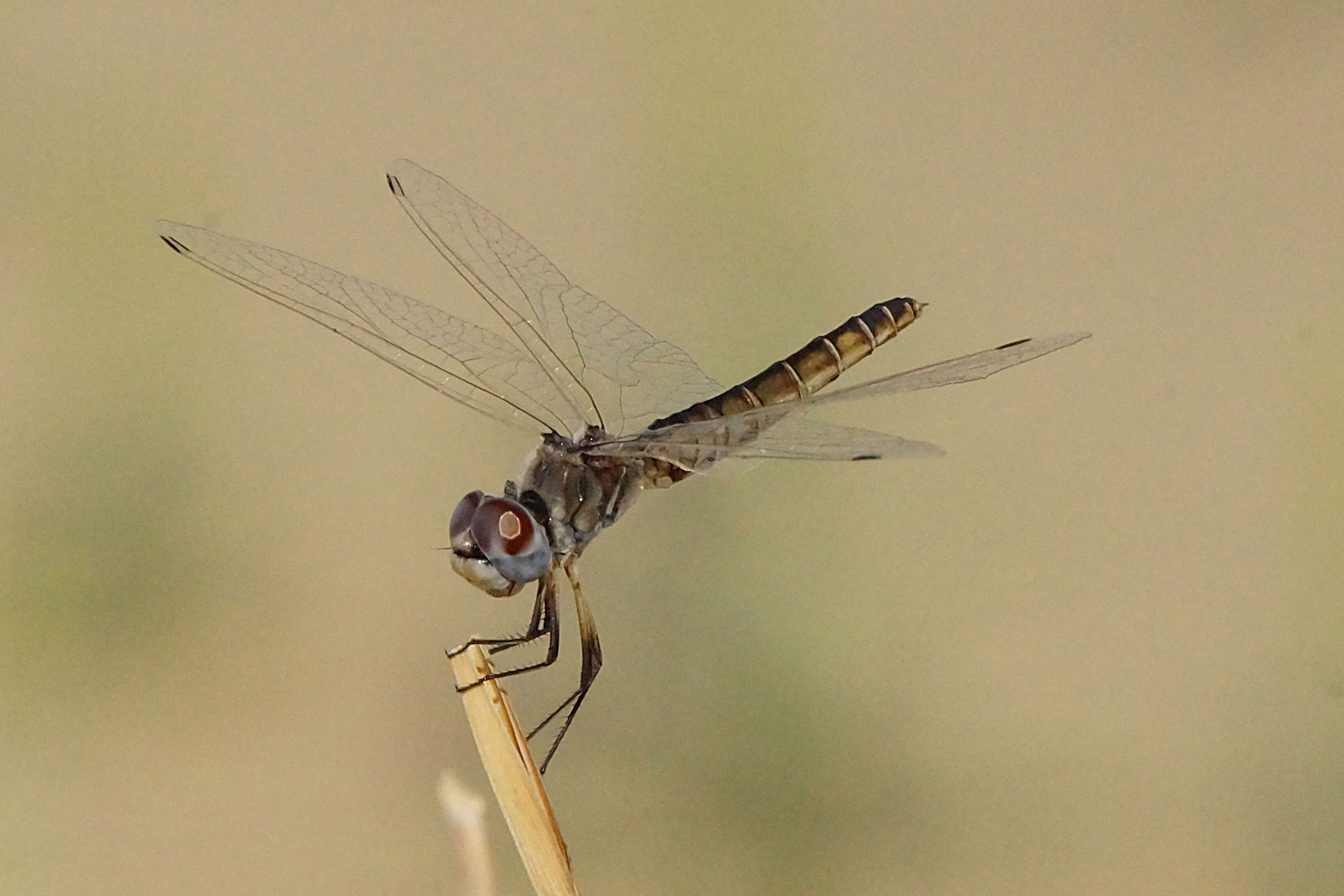 Imagem de Selysiothemis Ris 1897