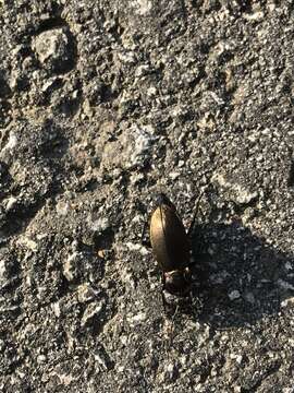 Image of Necklace Ground Beetle