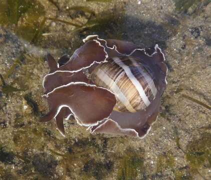 Image of white-banded bubble