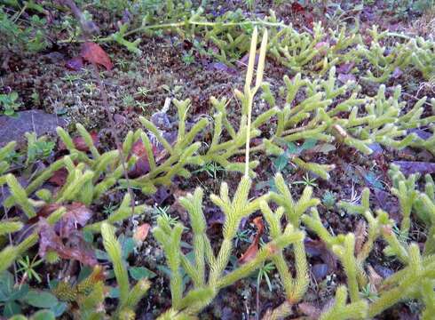 Image of Stag's-horn Clubmoss