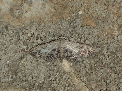 Image of Sigela Moth