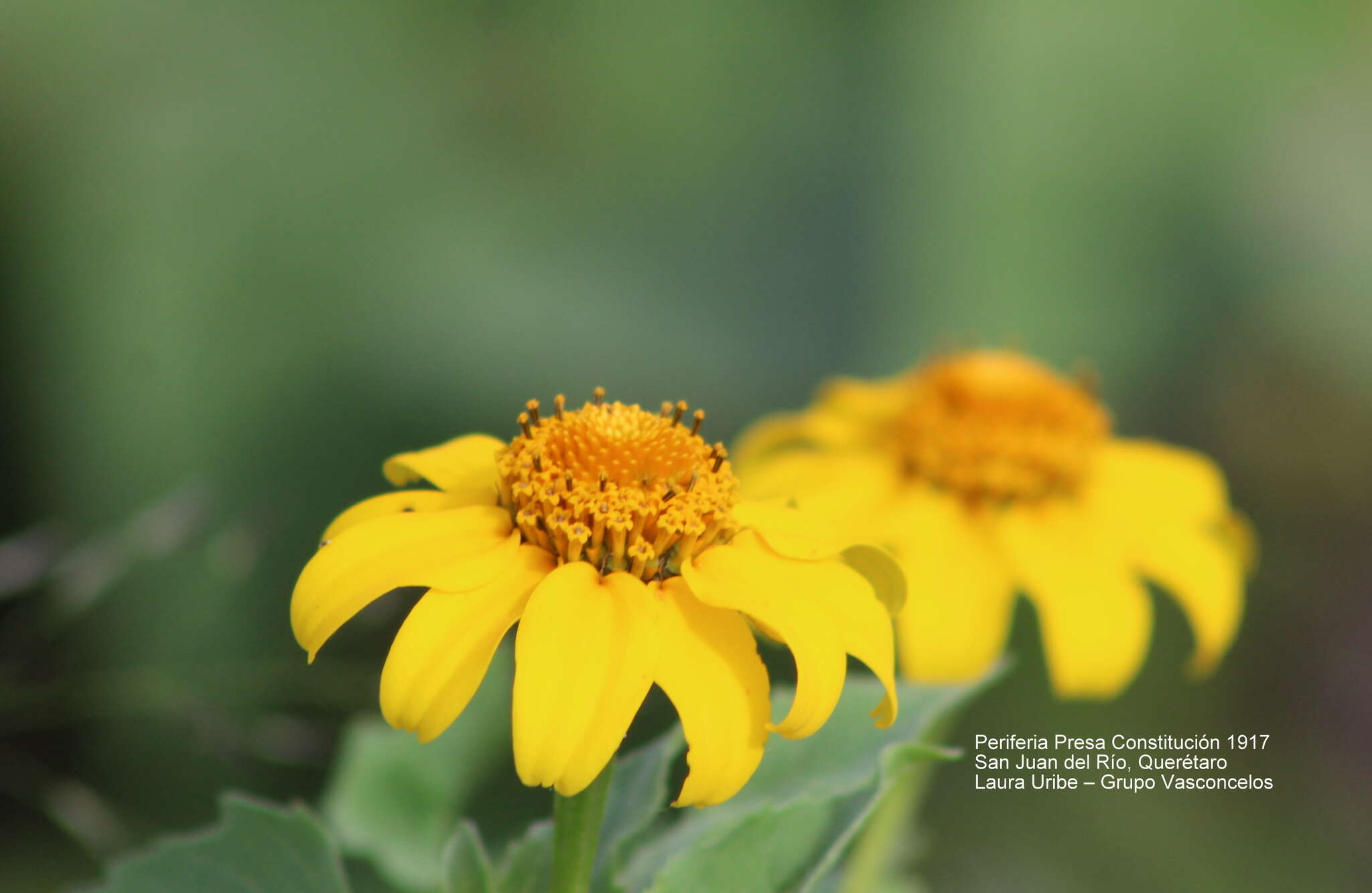 Imagem de Heliopsis annua Hemsl.