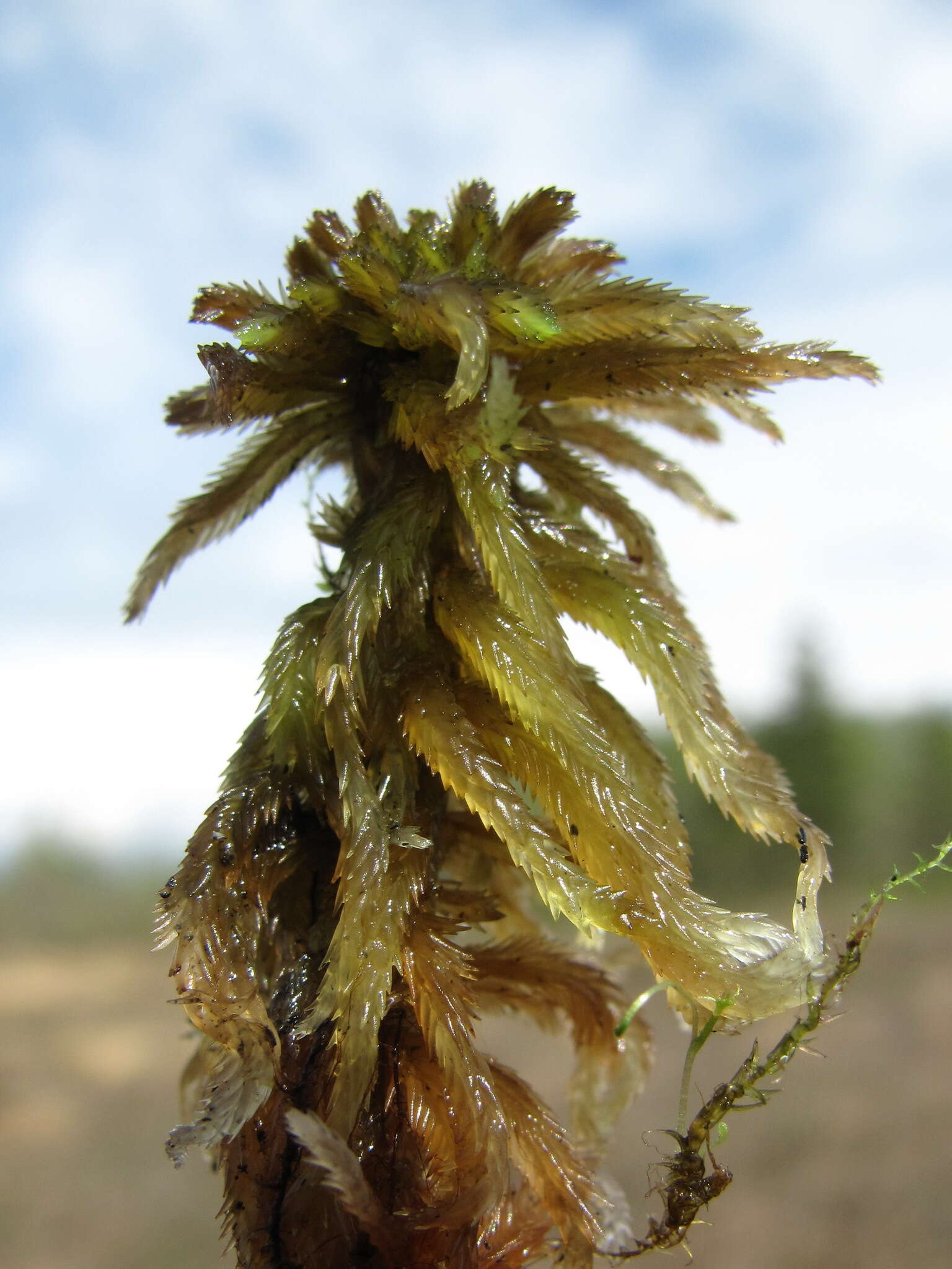 Image of Brown-stemmed Bog Moss