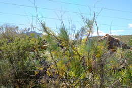 Image of Anginon paniculatum (Thunb.) B. L. Burtt