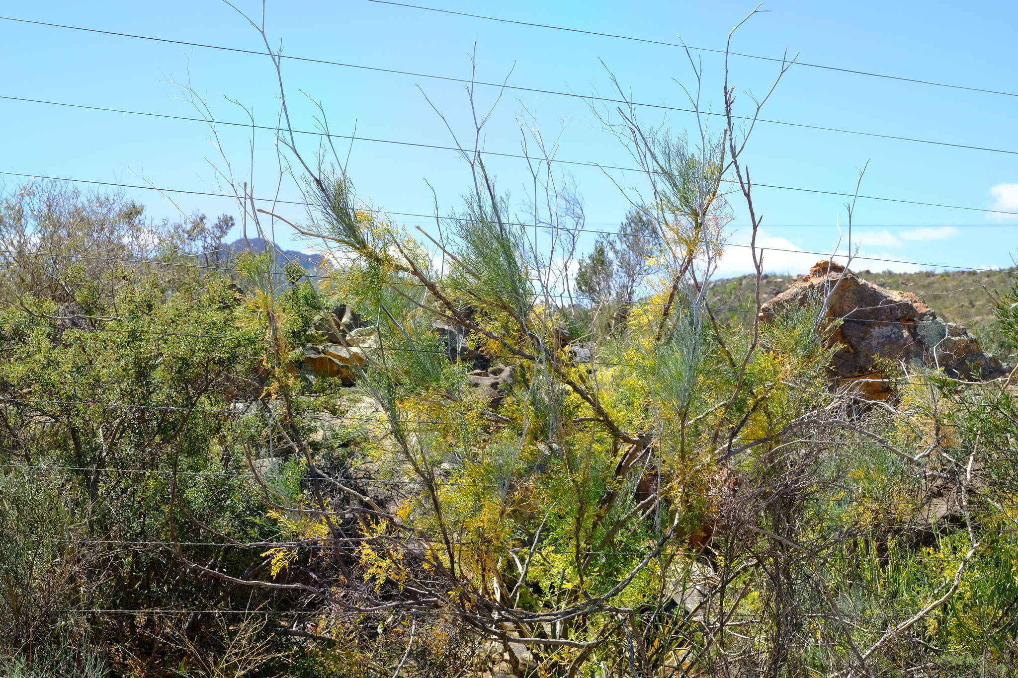 Image of Anginon paniculatum (Thunb.) B. L. Burtt