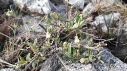 Image of Croton argentinus Müll. Arg.