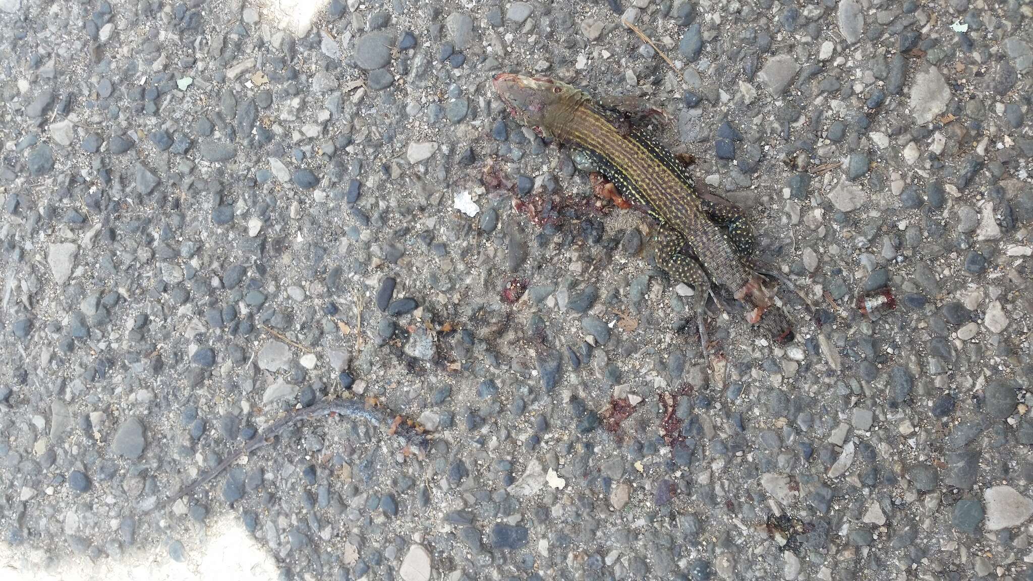 Image of Hispaniolan giant ameiva