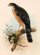 Image of Japanese Sparrowhawk