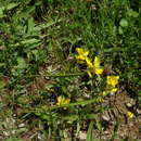 Слика од Genista sagittalis L.