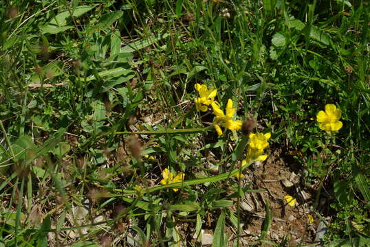 Слика од Genista sagittalis L.