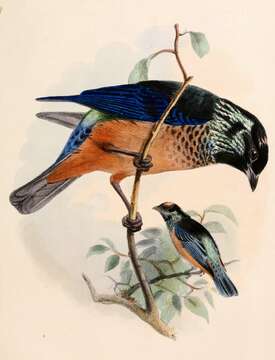 Image of Spangle-cheeked Tanager