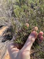 Image of Allocasuarina campestris (Diels) L. Johnson