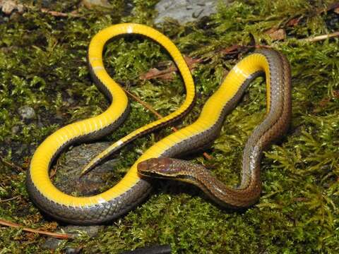 Image of Ribbon Graceful Brown Snake