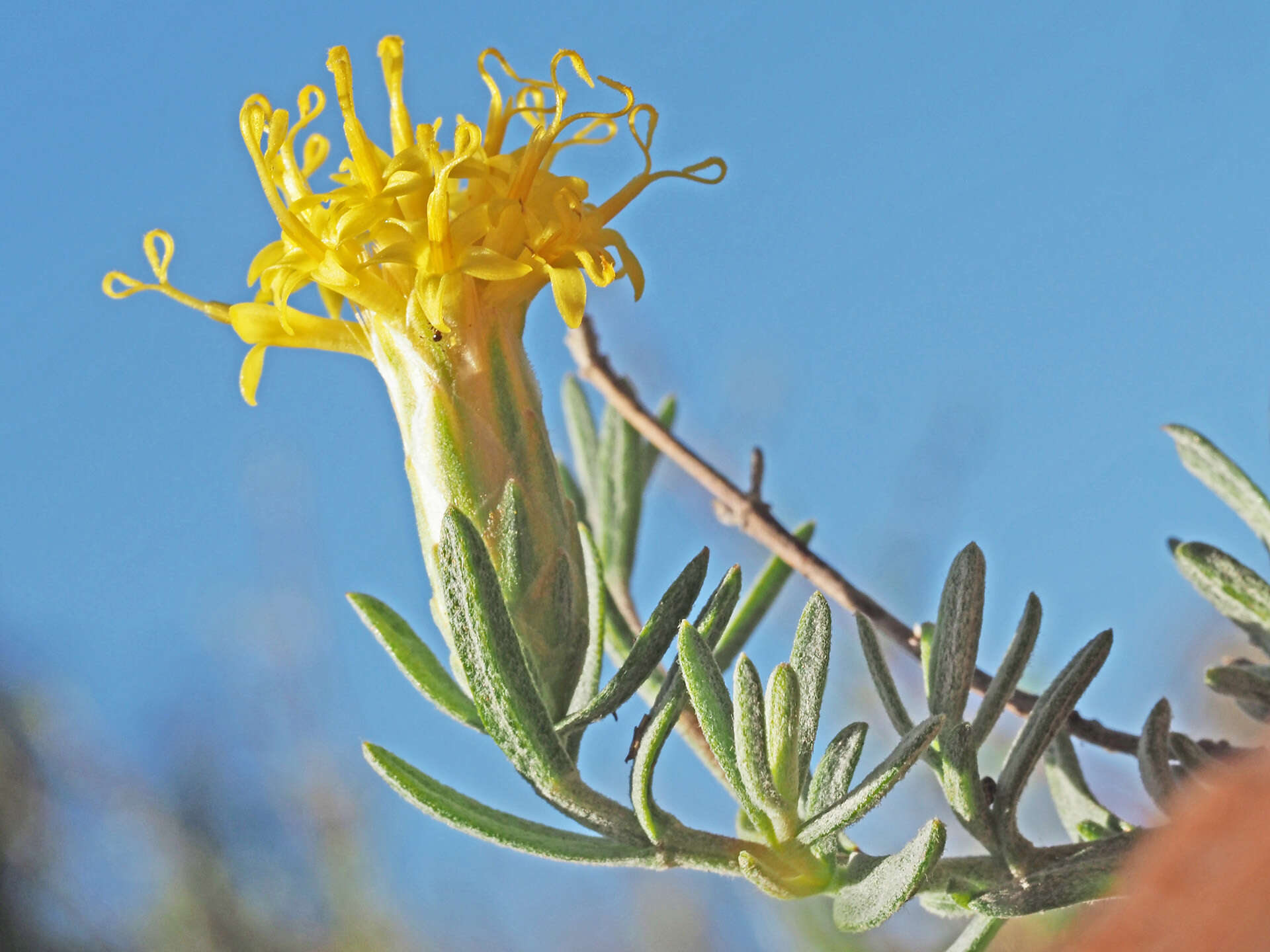 صورة Pteronia cinerea L. fil.