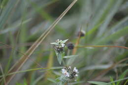 صورة Pycnanthemum verticillatum var. verticillatum