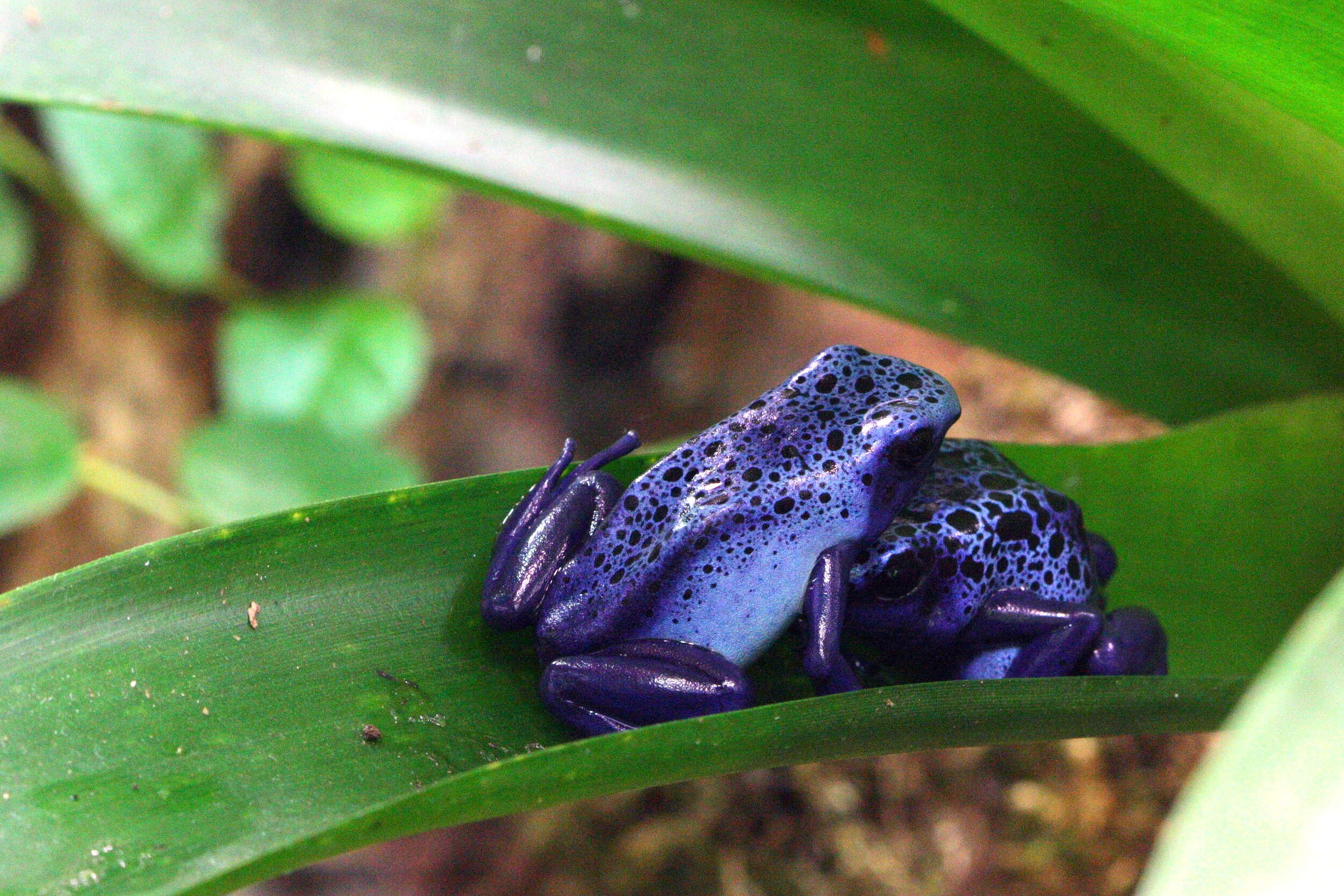 Image of Dendrobates azureus