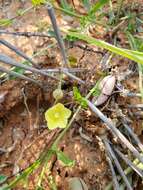 Imagem de Xenostegia tridentata subsp. angustifolia (Jacq.) J. Lejoly & S. Lisowski