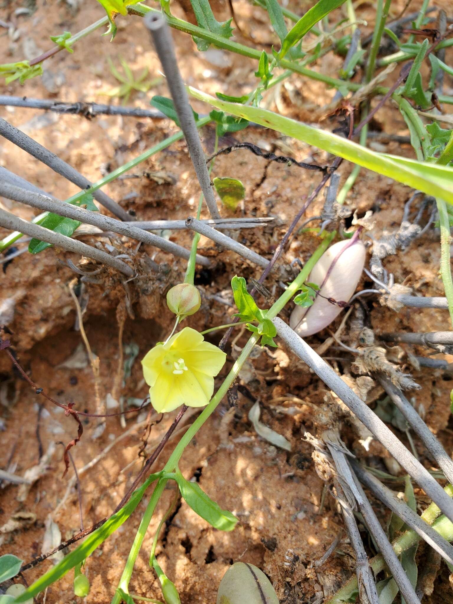 Imagem de Xenostegia tridentata subsp. angustifolia (Jacq.) J. Lejoly & S. Lisowski