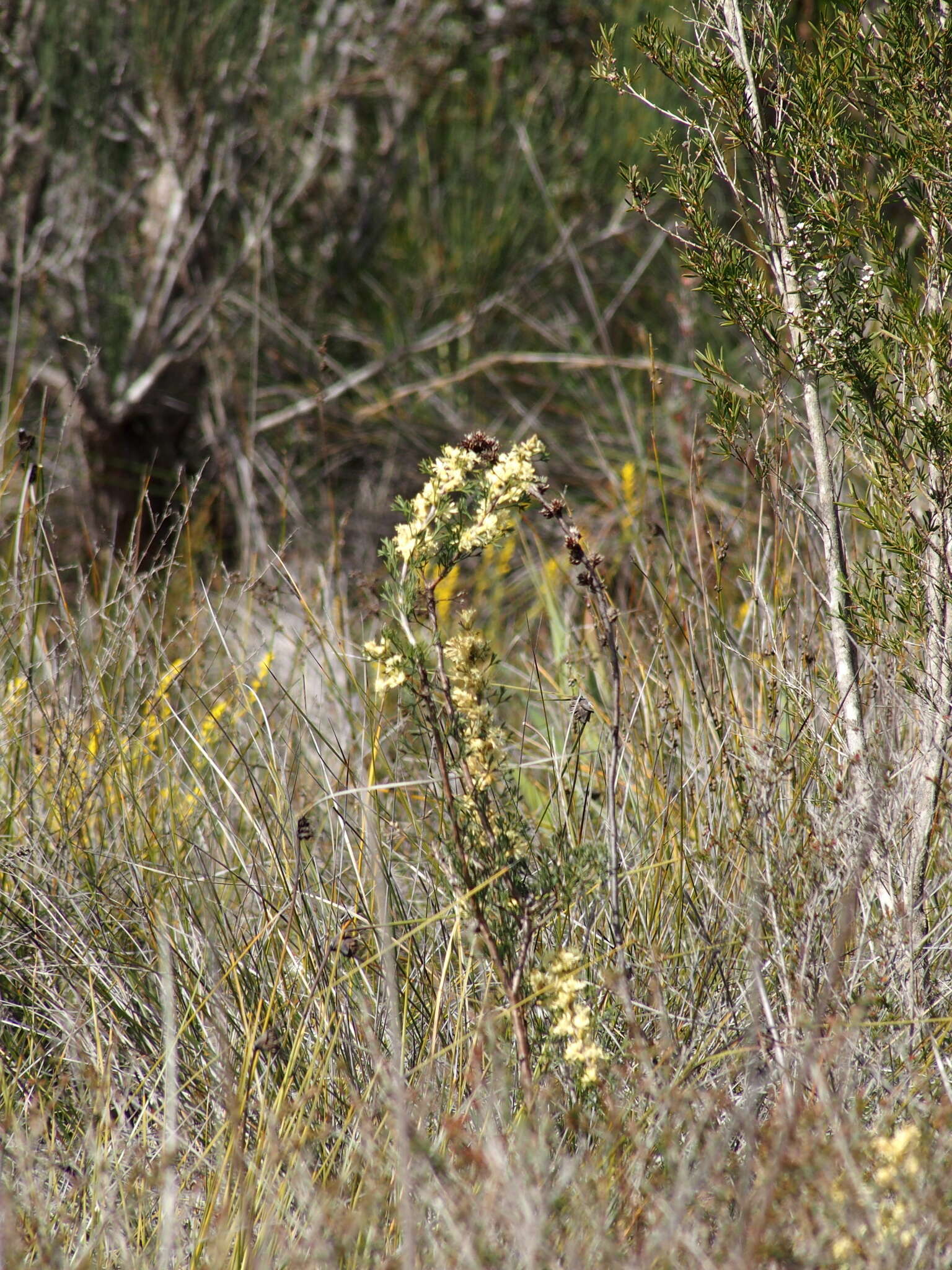 Image of Petrophile squamata R. Br.