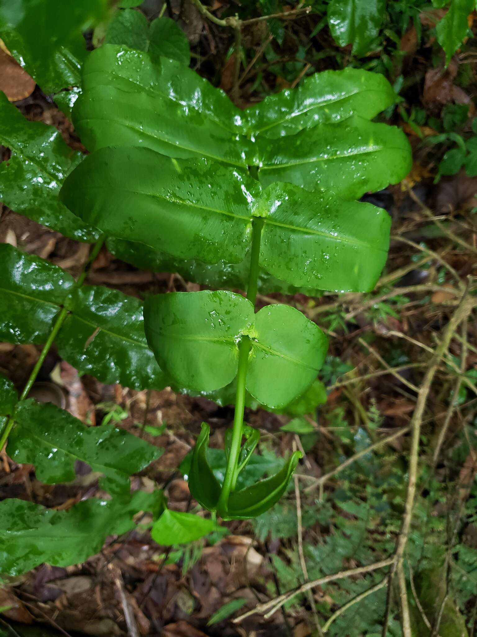 Plancia ëd Hemidictyum marginatum (L.) C. Presl