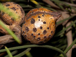 Image of Hakea drupacea (C. F. Gaertn.) Roem. & Schult.