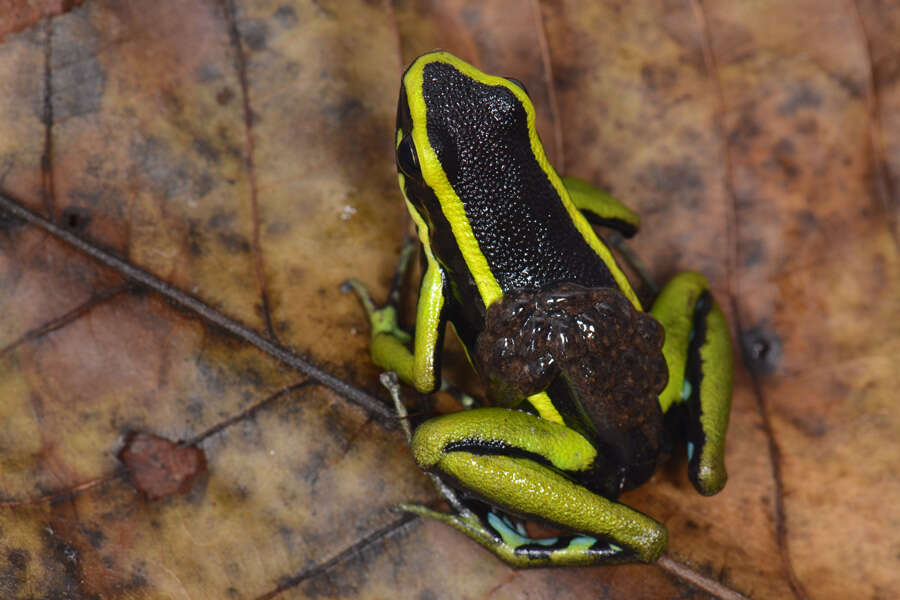 Image of Sapito Dardo Trilistado