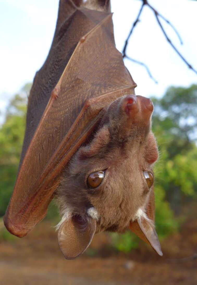 Image of Peters's Epauletted Fruit Bat