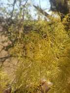 Image of Asparagus buchananii Baker