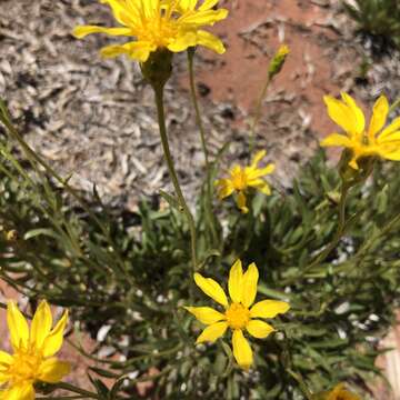 Image of thrift mock goldenweed