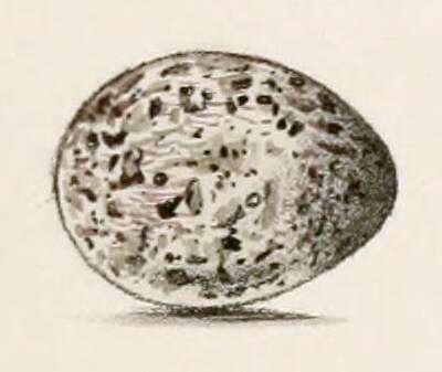 Imagem de Acrocephalus newtoni (Hartlaub 1863)