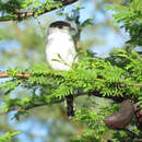 صورة Xenopsaris albinucha (Burmeister 1869)