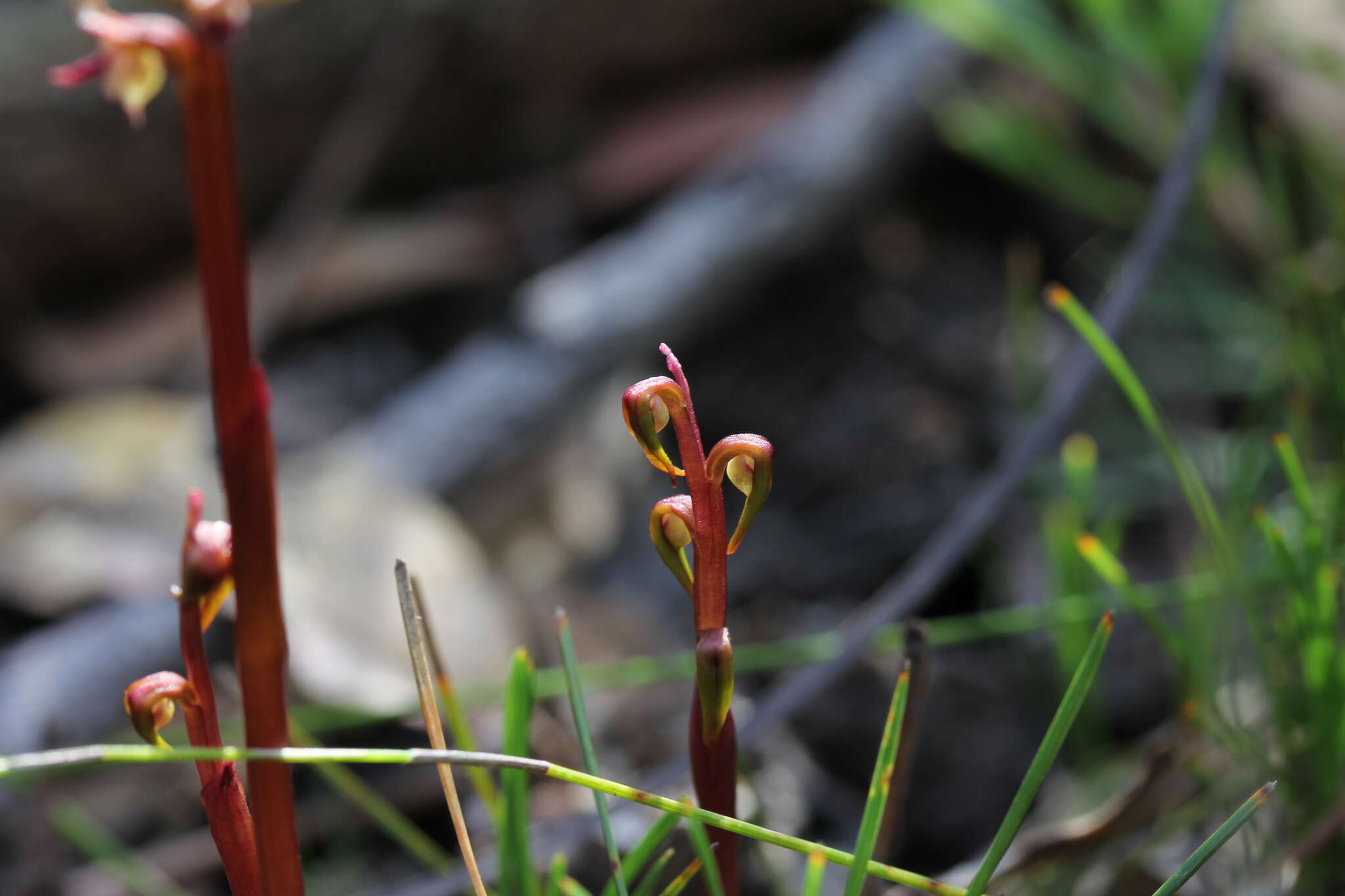 Image of Genoplesium baueri R. Br.