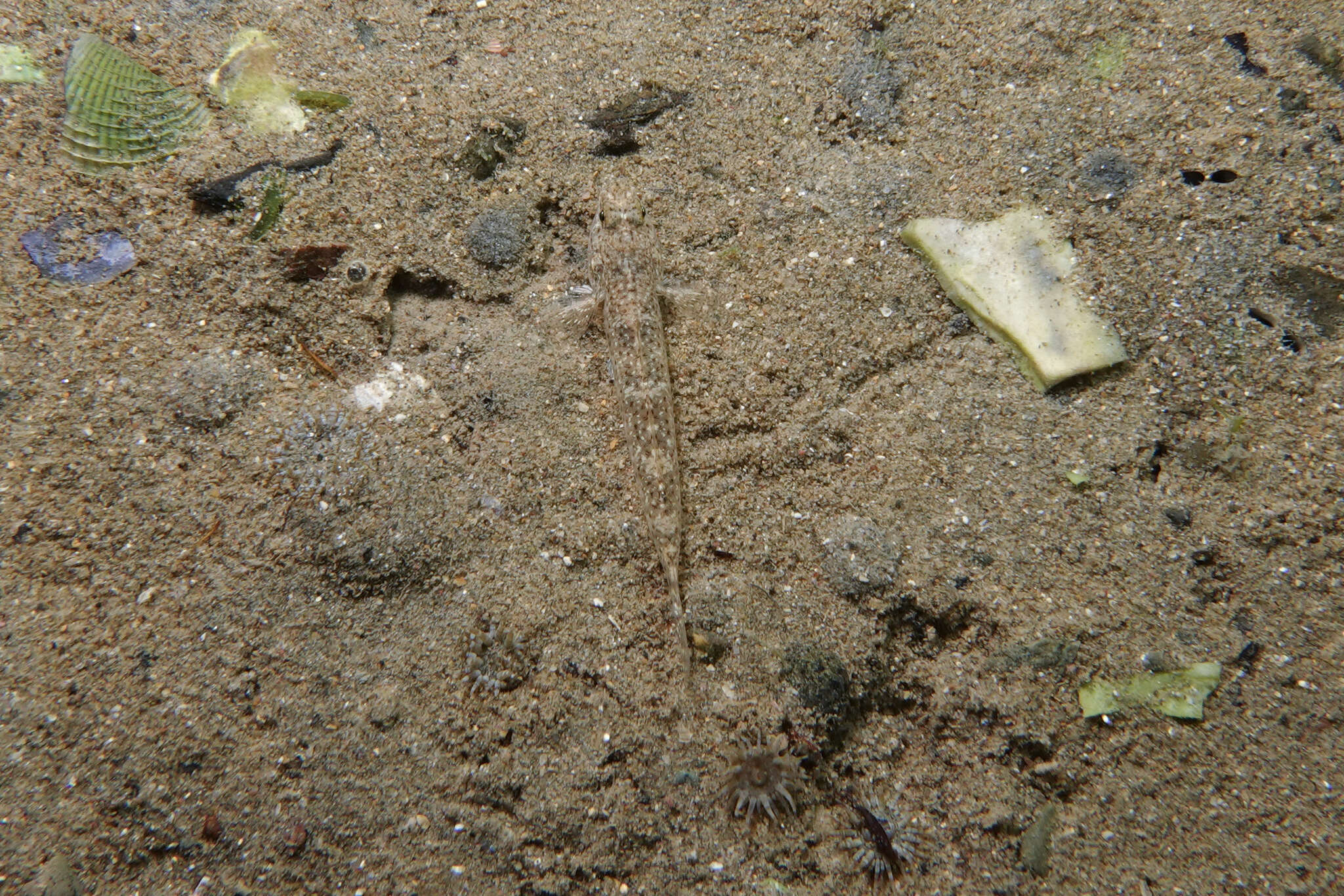 Image of Exquisite goby