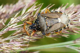 صورة <i>Pinthaeus sanguinipes</i>