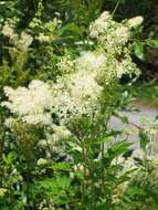 Image of Meadowsweet