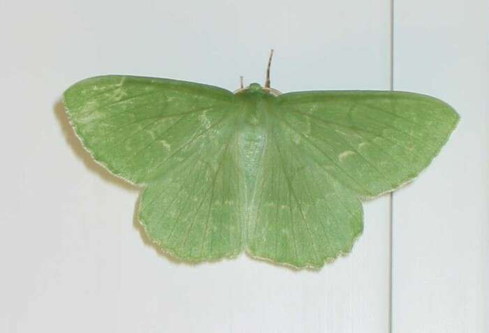 Imagem de Geometra papilionaria Linnaeus 1758