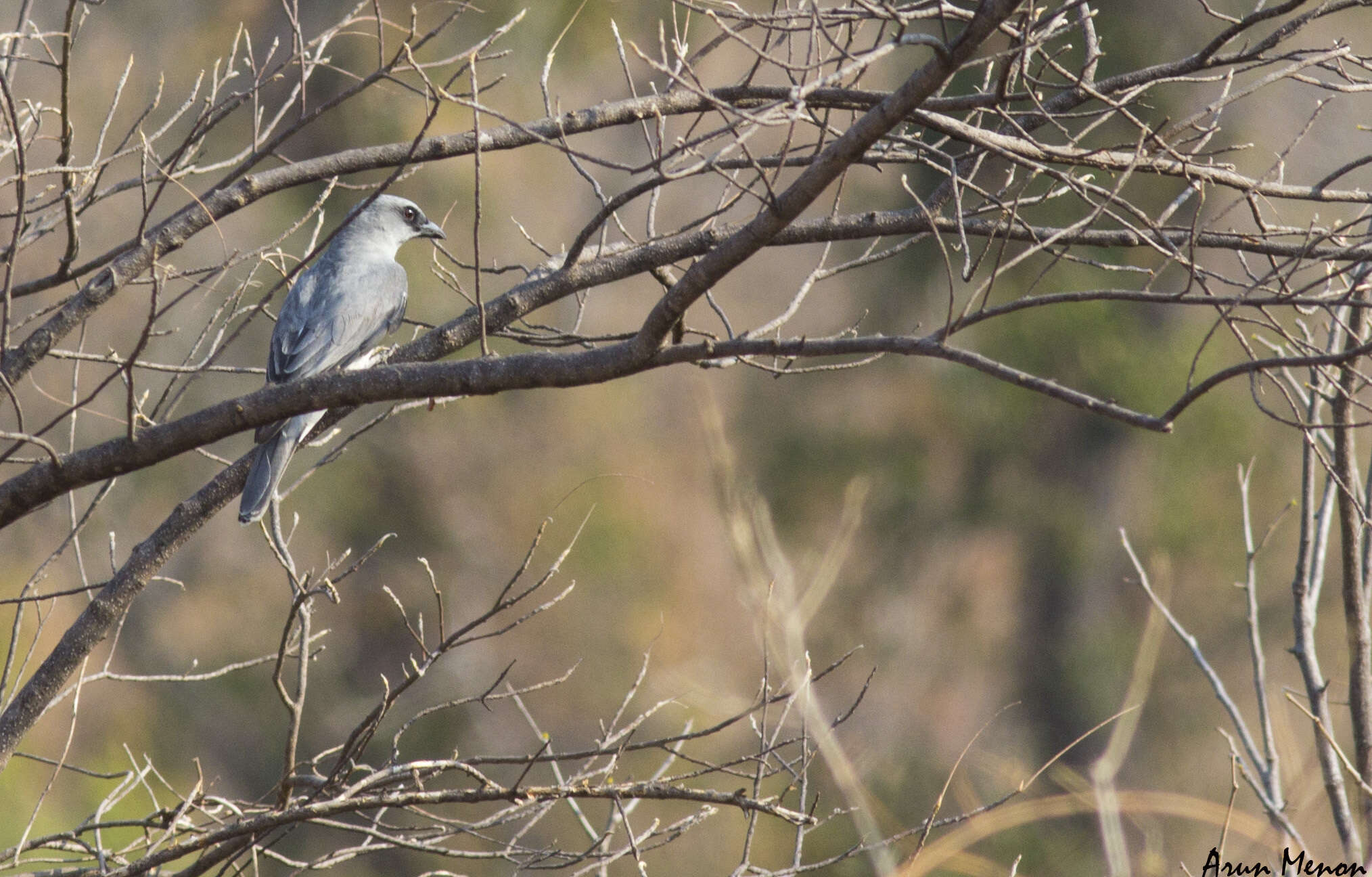 Tephrodornis virgatus (Temminck 1824)的圖片