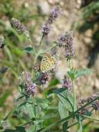 Image of Horse Mint