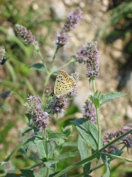 Imagem de Mentha longifolia (L.) Huds.