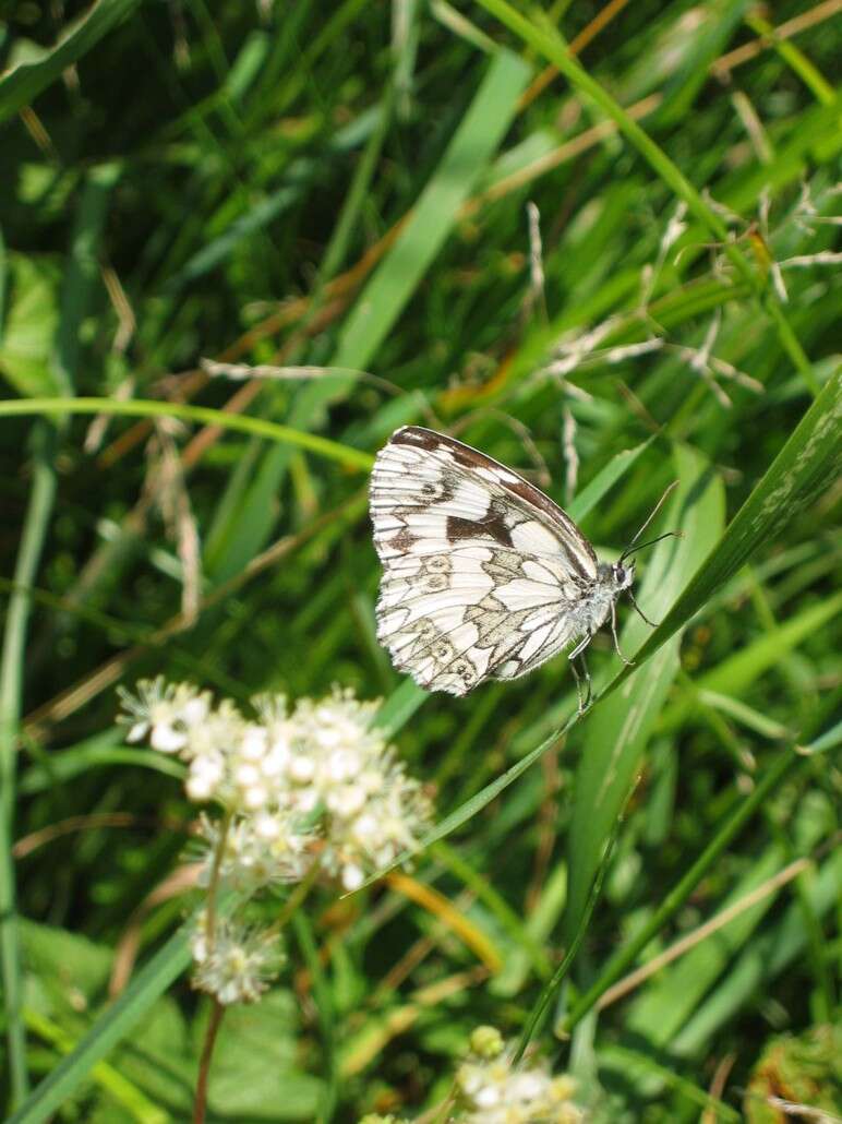 Image of marbled white