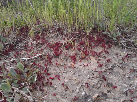 Microcnemum coralloides (Losc. & Pardo) Buen resmi