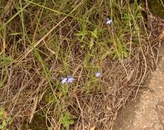 Слика од Lobelia flaccida (C. Presl) A. DC.