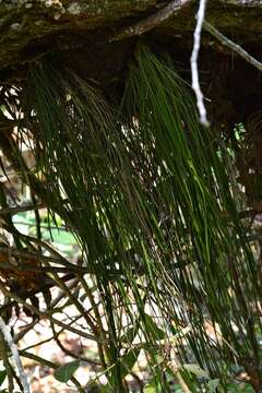 Image of Shoelace fern