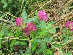 Imagem de Trifolium medium L.